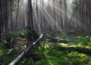 Valstybė gali išpirkti gamtai vertingą miško sklypą | lrv.lt nuotr.