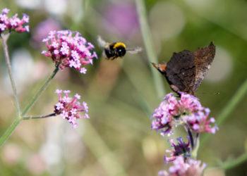 Naujasis ES reglamentas įpareigos imtis rimtesnių gamtos atkūrimo tikslų | lrv.lt nuotr.