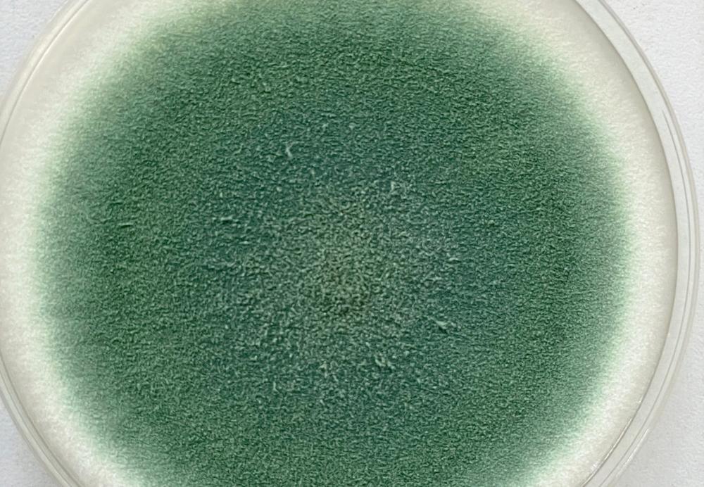 Lietuvos mokslininkai tiria mikroskopinių grybų paslaptis ir naudą | Lietuvos agrarinių mokslų ir miškų centro Žemdirbystės instituto nuotr.