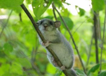 Didžioji miegapelė | S. Pupininko. nuotr.