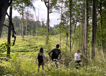 Naikinamas ąžuolynas prie Vilniaus | Asociacijos Gyvo Žalio nuotr.