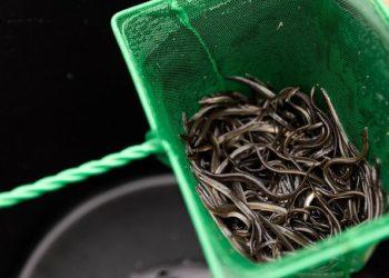 Unguriai | zum.lrv.lt nuotr.