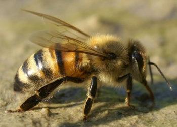 Artėja Medkopio pabaigos šventė! | lrv.lt nuotr.