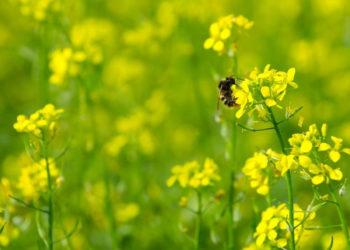 Vėlinamas posėlio sėjos laikas