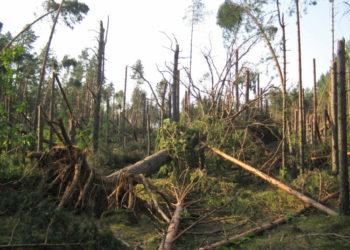 Tvarkant mišką – papildomos pajamos