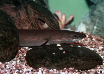 Ungurys | am.lrv.lt nuotr.