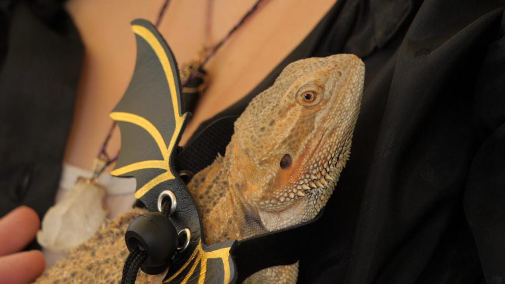 Kaune – išskirtinių gyvūnų parkas