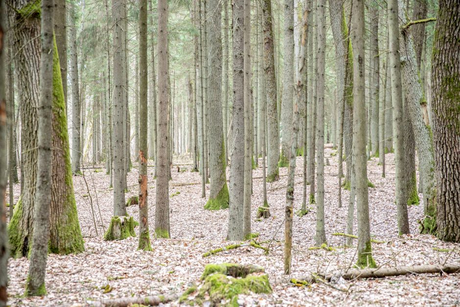 Pakarklės miškas | J. Lasauskaitės nuotr.