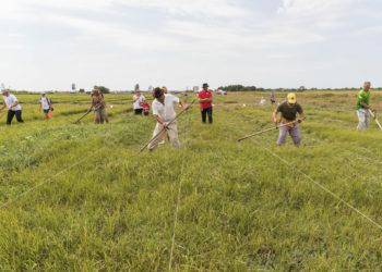 Šienpjoviai kviečia į čempionatą ir pažintį su Mažąja Lietuva | Baltijos aplinkos forumo nuotr.
