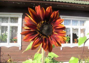 N. Marcinkevičienė. Rugpjūčio 15-ąją – Žolinė