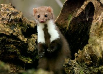 Keičiamos Laukinių gyvūnų naudojimo taisyklės | lrv.lt nuotr.