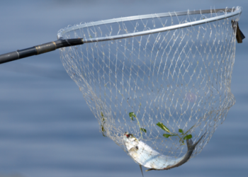 Priminimas žvejams: pagautas žuvis laikykite atskirai nuo kitų žvejų laimikio | lrv.lt nuotr.