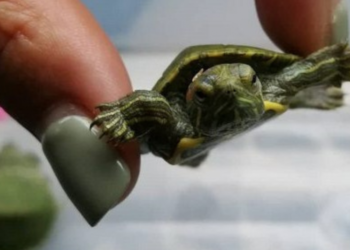 Egzotikos troškimas gali baigtis liūdnai