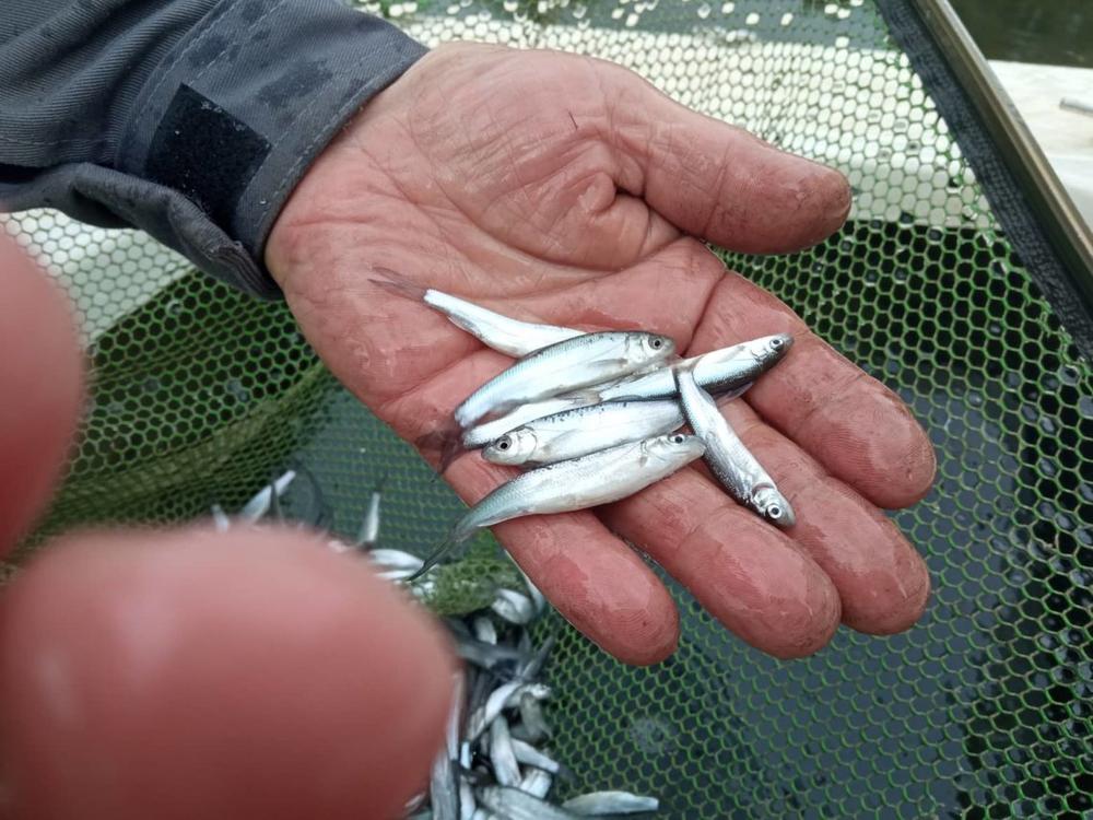 Šventosios upė papildyta nykstančiomis žuvimis – skersnukiais | Žuvininkystės tarnybos nuotr.