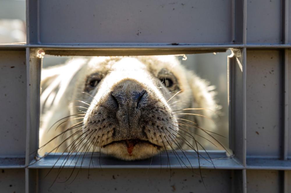 Ruonis | Alfonso Mažūno nuotr.