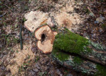 Nukirstas medis | vilnius.lt nuotr.