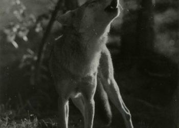 Kadras iš filmo | Lietuvos teatro, muzikos ir kino muziejaus nuotr.