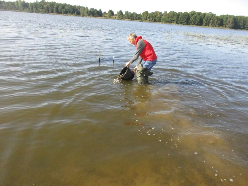 Lynai paleidžiami į vandens telkinius | lzt.lrv.lt nuotr.