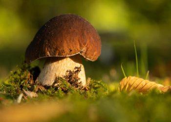 Grybai | pixabay.com, Mammiya nuotr.