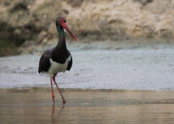 Juodasis gandras | L. Kodžio nuotr.