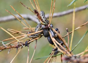 Pušinis pjūklelis | am.lrv.lt nuotr.