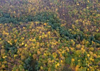 Auga poreikis turėti daugiau žinių apie miškų teikiamą nemedieninę naudą | lrv.lt nuotr.