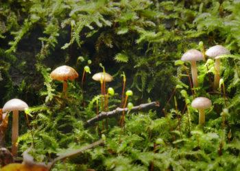 Mėlynlakštė mažasporė | am.lrv.lt nuotr.