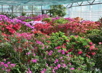 Azalijų ir kamelijų paroda | VDU Botanikos sodo nuotr.