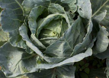 N. Marcinkevičienės nuotrauka