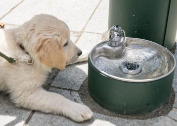 Stacionari gertuvė | vv.lt nuotr.