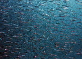 Žuvys | zum.lrv.lt nuotr.