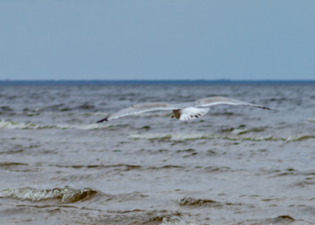 Paukštis | am.lrv.lt nuotr.