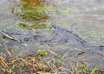 Įžuvinimas | žum.lrv.lt nuotr.