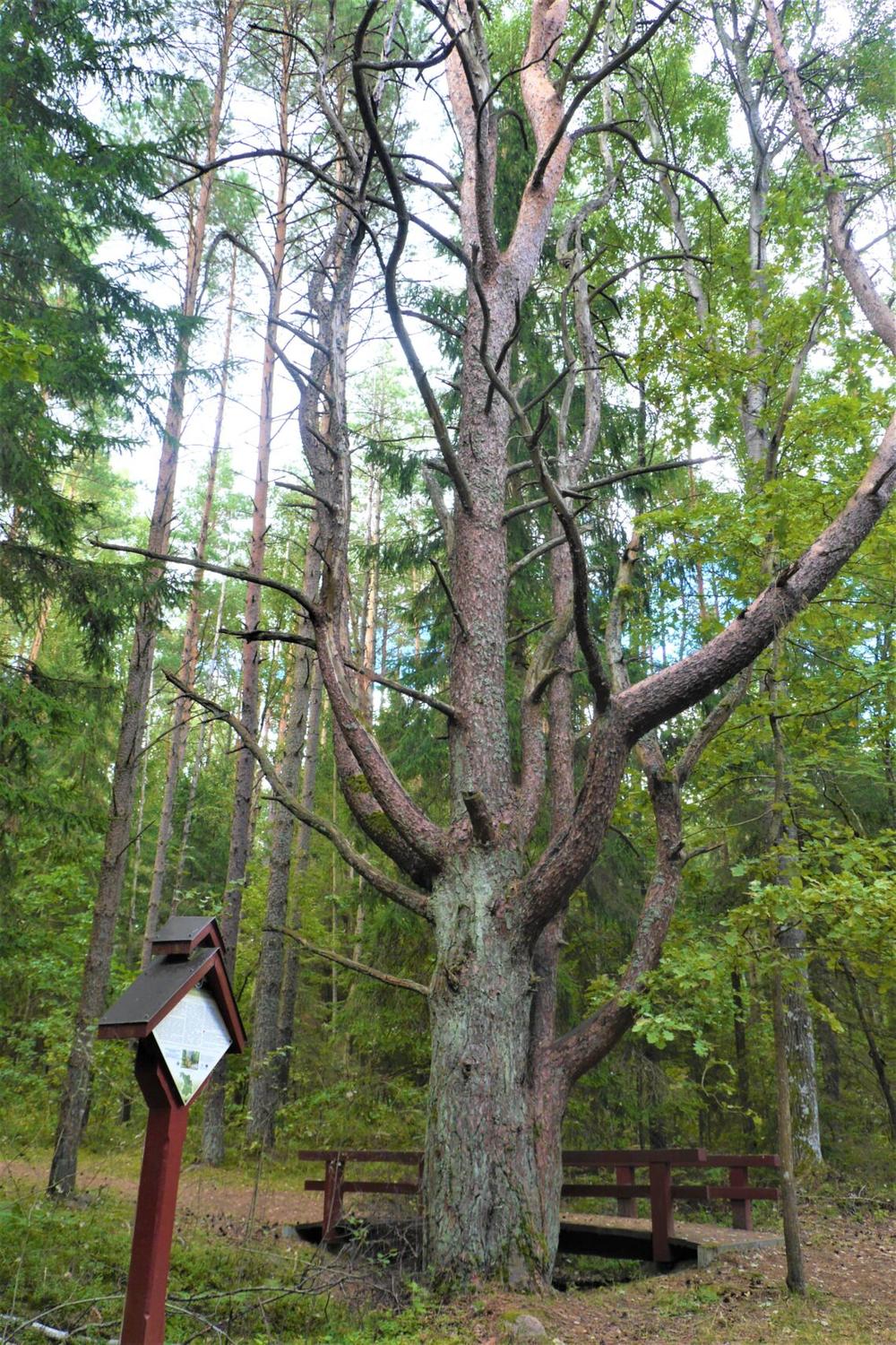 Grybiškių ąžuolas Šalčininkų rajone, Dieveniškių istoriniame regioniniame parke, Nemkamedžio miške | alkas.lt, J.Vaiškūno nuotr.