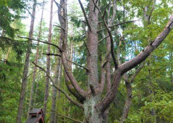 Grybiškių ąžuolas Šalčininkų rajone, Dieveniškių istoriniame regioniniame parke, Nemkamedžio miške | alkas.lt, J.Vaiškūno nuotr.