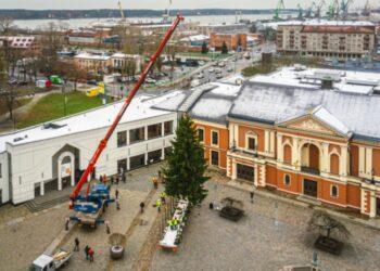 Klaipėdos eglė | Domo Rimeiko nuotr.