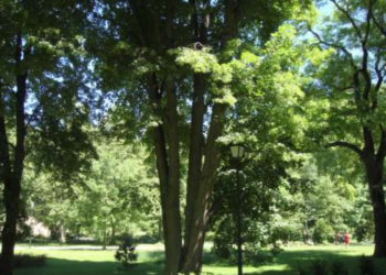 Keturkamienė liepa bernardinų sode | vilnius.lt nuotr.