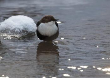 Vandeninis strazdas | E. Sukackienės nuotr.