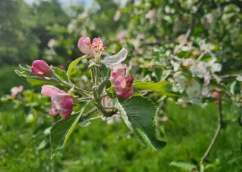 Žydintis sodas | alkas.lt Arūno Sartanavičiaus nuot.