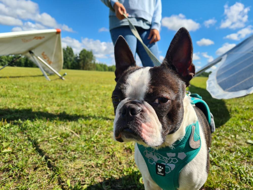 Šuo | alkas.lt Arūno Sartanavičiaus nuot.