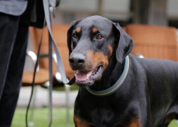 Vyriausybė pritarė naujiems Gyvūnų augintinių registro nuostatams | lrv.lt nuotr.