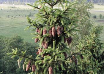 Išrinkime gražiausią saugomą eglę | lrv.lt nuotr.