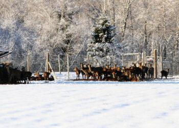 Gyvūnai | am.lrv.lt nuotr.
