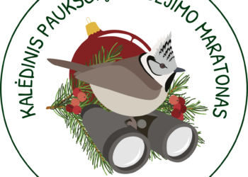 Kviečia kalėdinis paukščių stebėjimo maratonas