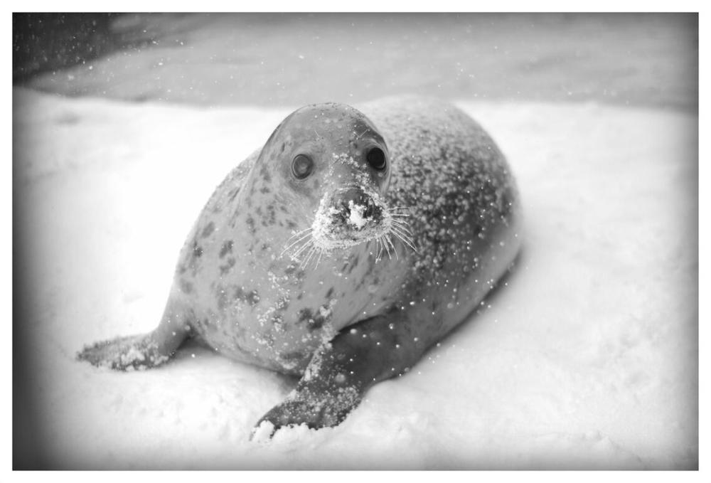 Ruoniukas | Lietuvos jūrų muziejaus nuotr.