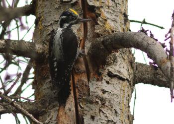 Tripirštis genys | R. Jakaičio nuotr.