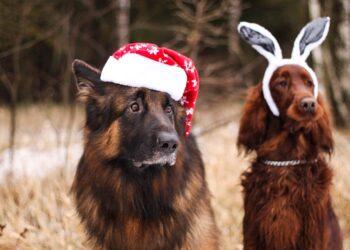 Šunys | pixabay.com, Nogi Jinna nuotr.