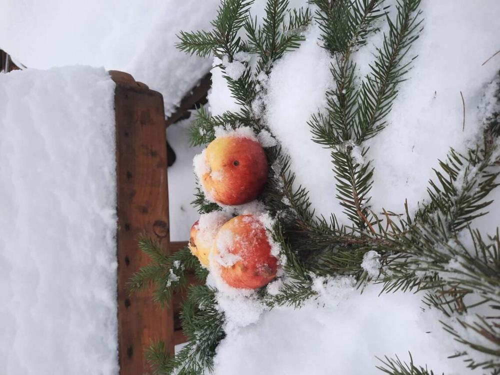 N. Marcinkevičienės nuotrauka