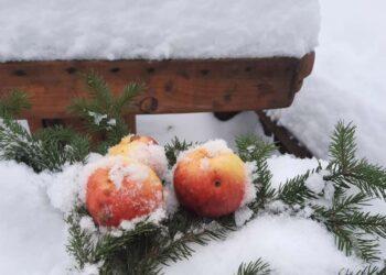 N. Marcinkevičienės nuotrauka
