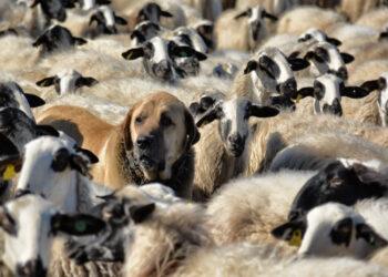 Lietuvoje augant vilkų skaičiui iškyla vis didesnė rizika patirti jų daromą žalą ūkiniams gyvūnams. Geriausia priemonė išvengti plėšrūnų žalos – apsaugos priemonės. J